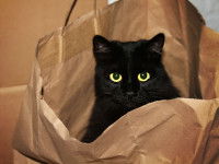 Les obligations légales pour pouvoir vendre un chat