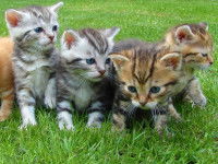 Les personnes autorisées à la vente de chats et les lieux de cession