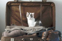 Un chaton assis sur des vêtements dans une valise ouverte