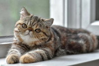 Un chat Exotic Shorthair