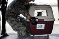 Un manutentionnaire en train de saisir une caisse de transport dans laquelle se trouve un chat