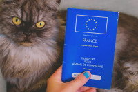 Une personne tenant un passeport européen pour animaux de compagnie devant un chat