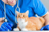 Un chat en train d'être examiné par un vétérinaire