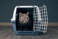 Un chat dans une caisse de transport rigide