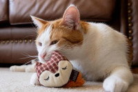 Un chat appuyant sa tête sur une peluche