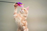 Un chat jouant avec un jouet pour chat