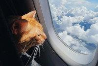 Un chat regardant par le hublot d'un avion