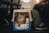 Un chat dans une caisse de transport aux pieds de son propriétaire dans la cabine d'un avion