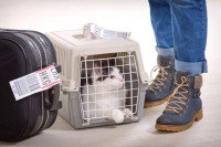 Un chat dans une caisse de transport, à côté de son propriétaire et d'une valise