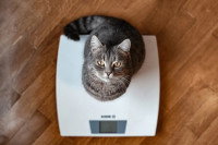 Un chat assis sur une balance vu de haut