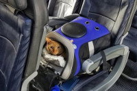 Un chat dans une caisse de transport placée sur un siège d'avion