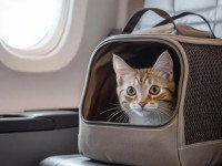 Un chat dans un sac de transport placé sur le siège d'un avion