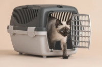 Un chat sortant de sa caisse de transport