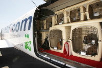 Un avion dont la soute est ouverte et comporte des animaux installés dans des cages de transport