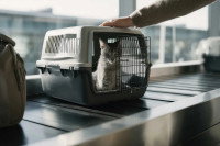 Un chat dans une caisse de transport sur un tapis à bagages dans un aéroport