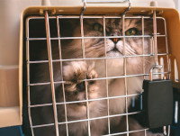 Un chat installé dans une caisse de transport et qui semble inquiet