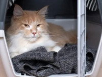 Un chat allongé sur une couverture dans une caisse de transport