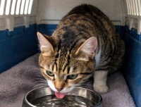 Un chat buvant de l'eau dans sa caisse de transport