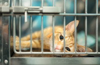 Un chat allongé dans une caisse de transport et ayant l'air malade