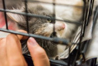 Une personne mettant ses doigts à travers les grilles d'une cage de transport où se trouve un chaton