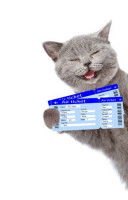 Un chat gris tient dans sa patte deux tickets de voyage
