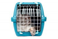 Un chat tigré dans une cage de transport