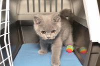 Un petit chaton gris dans sa cage de transport