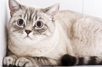 Un chat gris clair couché dans un coin