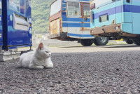 Un chat blanc couché sur une aire de repos