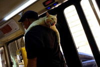 Un gros chat sur les épaules de son maitre dans un bus