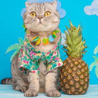 Un chat assis à côté d'un ananas habillé en chemise hawaïenne