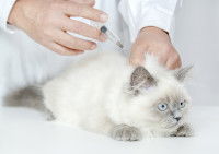 Un gros chat aux yeux bleus recevant un vaccin