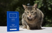 Un chat assis à côté de son passeport européen