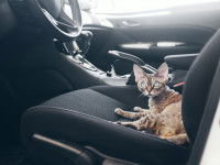 Un petit chat assis sur un siège conducteur