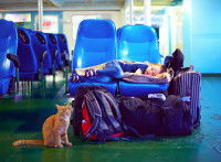 Un chat tigré roux assis à côté d'un enfant