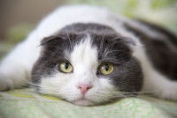 Un chat blanc et gris affalé sur un lit