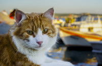 Un chat roux et blanc couché près d'un quai