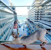 Un chat sans poil étendu de tout son long sur un balcon