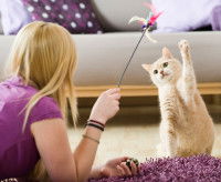 Une femme en train de stimuler son chat avec un plumeau