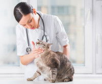 Un chat assis qui se fait examiner par une femme vétérinaire