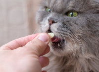 Un chat gris sur le point d'avaler un médicament