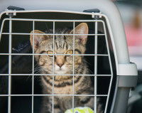 Un chat dans une cage de transport