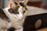 Un chat qui regarde attentivement un écran