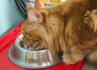 Un chat roux qui boit de l'eau dans une gamelle