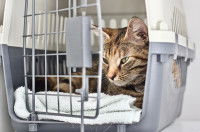 Un chat dans une cage avec la porte entrouverte