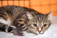 Un chat stressé dans une cage avec un de ses jouets