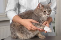 Un chat avec un bandage autour de la patte