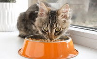 Un chat en train de manger des croquettes dans un bol orange