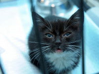 Un chaton apparemment malade installé dans une cage de transport