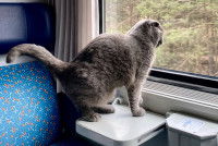 Un chat assis dans un train sur une tablette pour poser des affaires, et qui regarde par la fenêtre